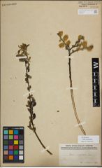 Foto von Salix myrsinifolia Salisb.